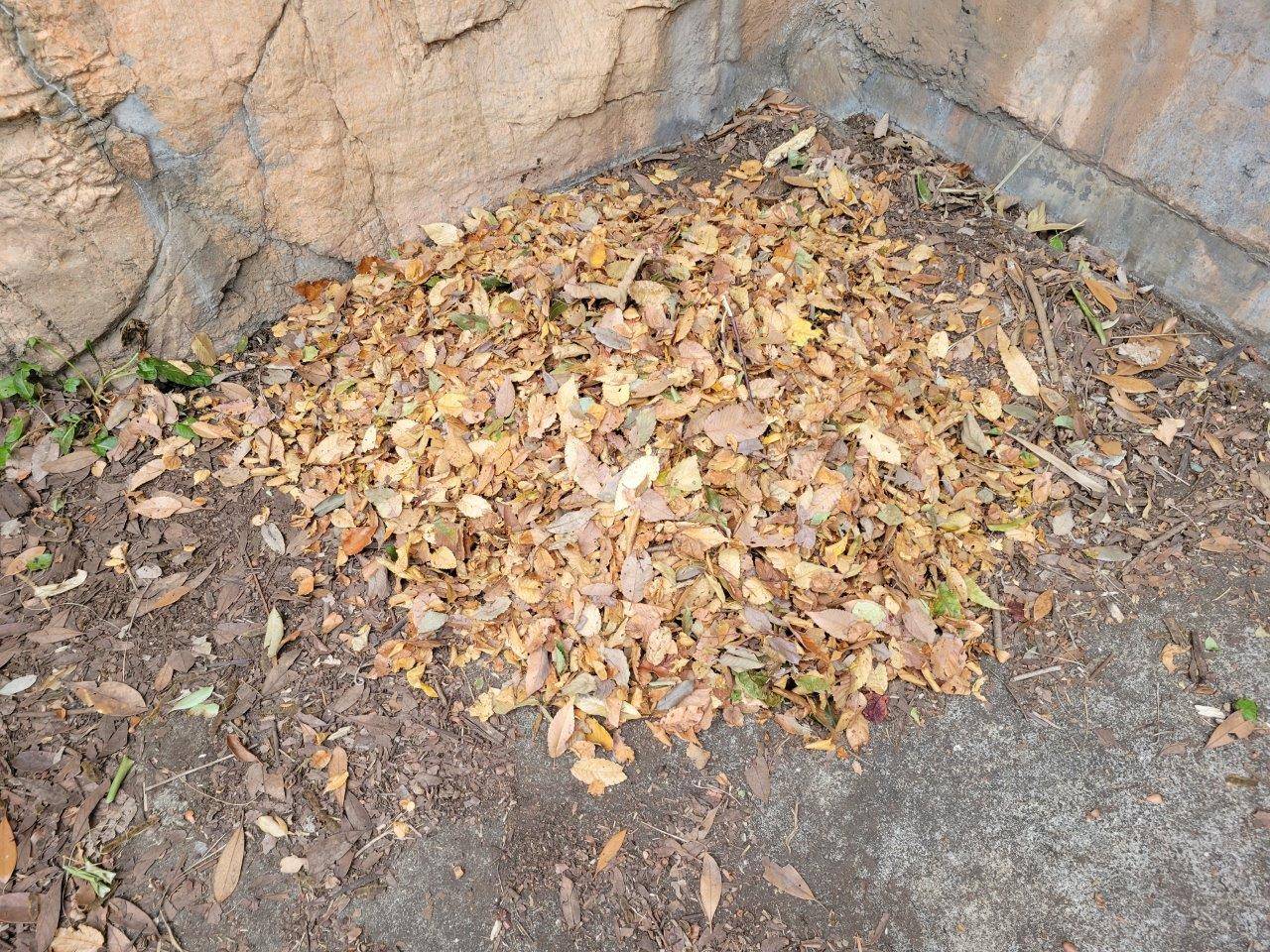 美雨がよく寝ている場所に敷いた落ち葉