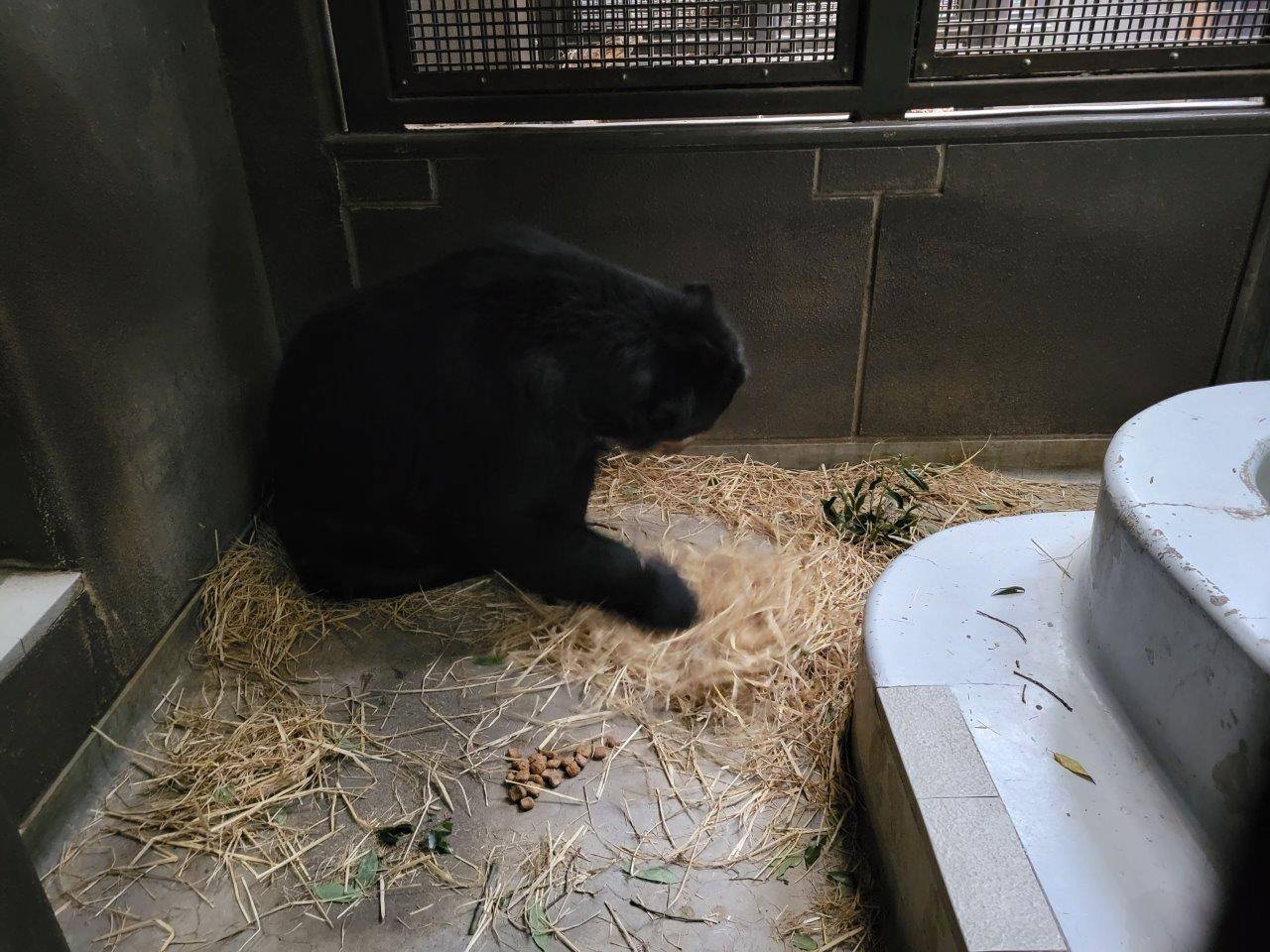 サブ運動場で藁をほぐすルイス①