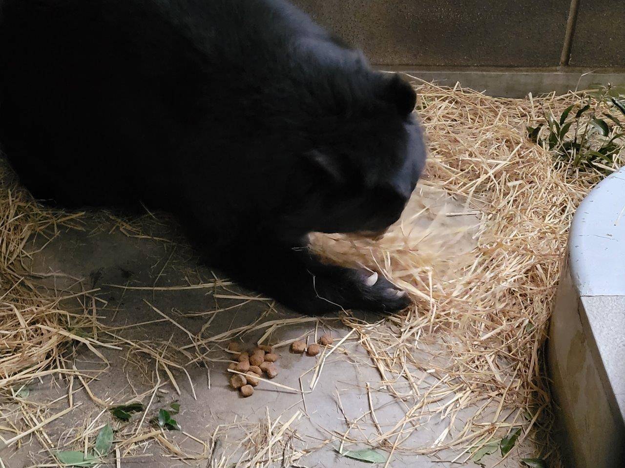 サブ運動場で藁をほぐすルイス②