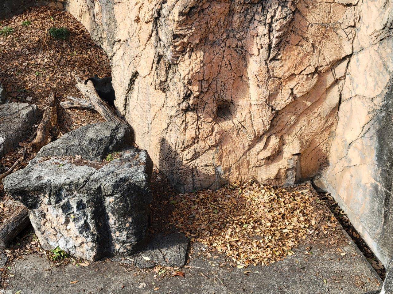 美雨がよく寝ている場所に敷いた落ち葉の使用痕