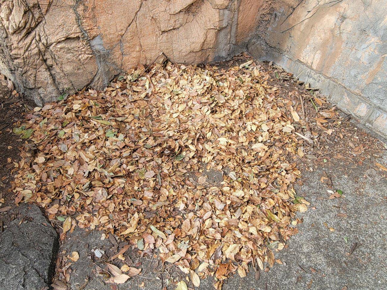 落ち葉の使用痕