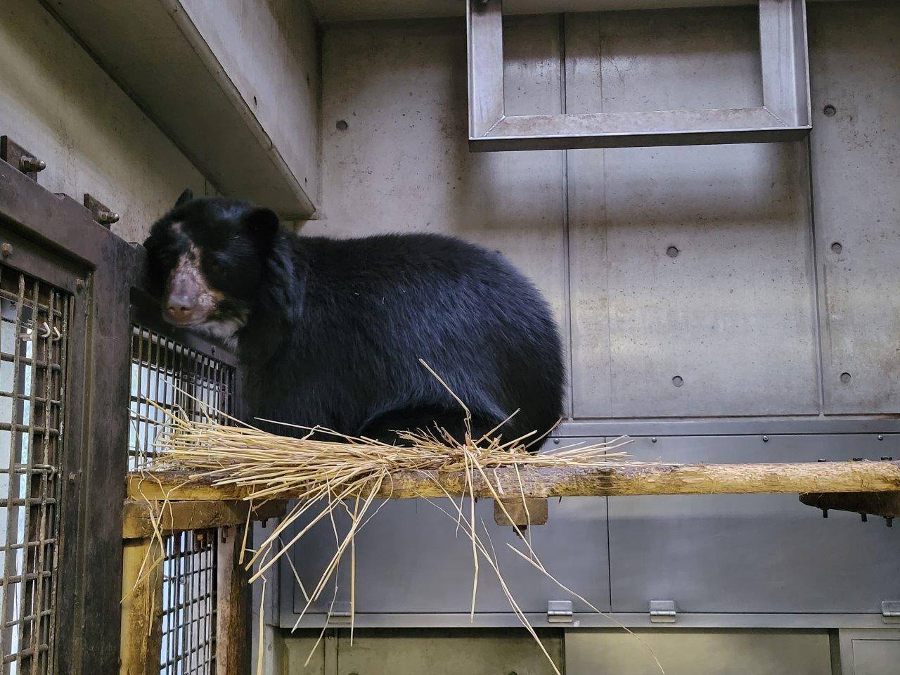 寝台上の藁上で休む美雪①