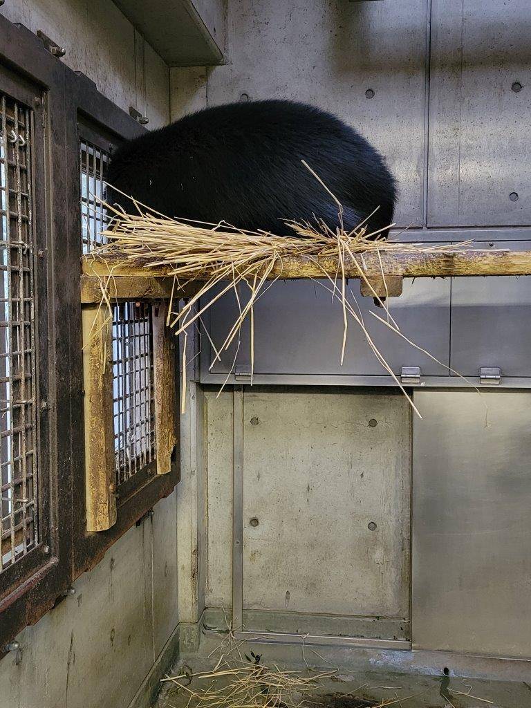 寝台上の藁上で休む美雪③