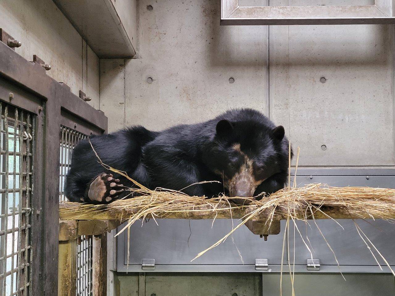 寝台上の藁上で休む美雪④