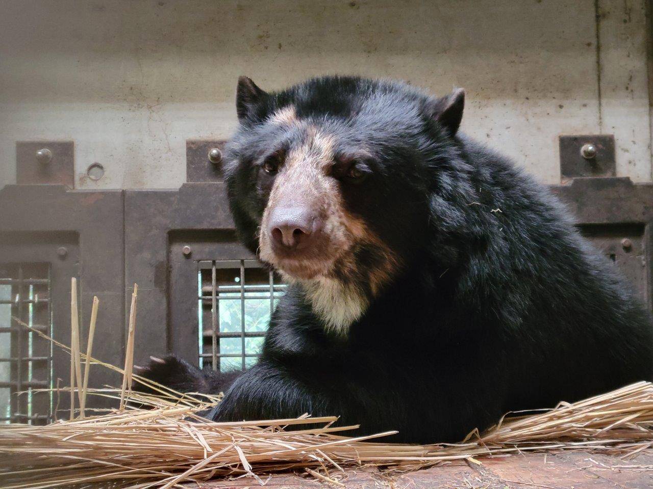 寝台上の藁上で休む美雪⑤