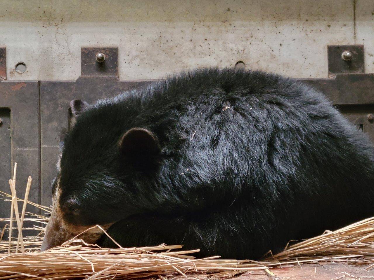 寝台上の藁上で休む美雪⑦