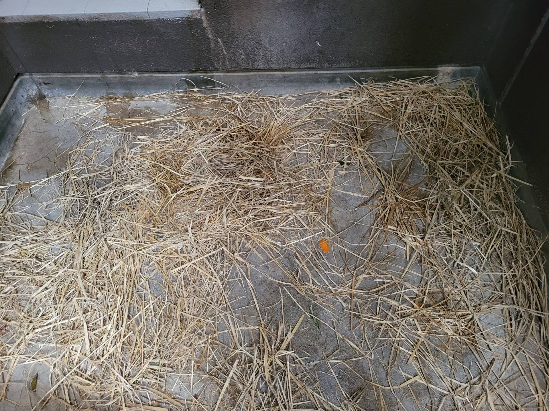 ほぐされた藁①