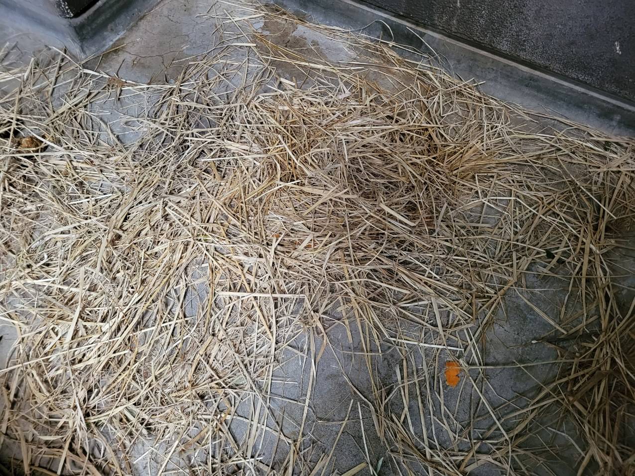 ほぐされた藁②