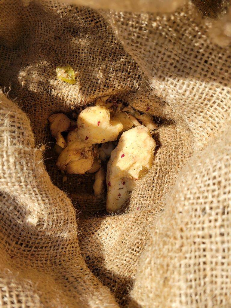 取り出せなかった餌が、麻袋の底の方に残っていた