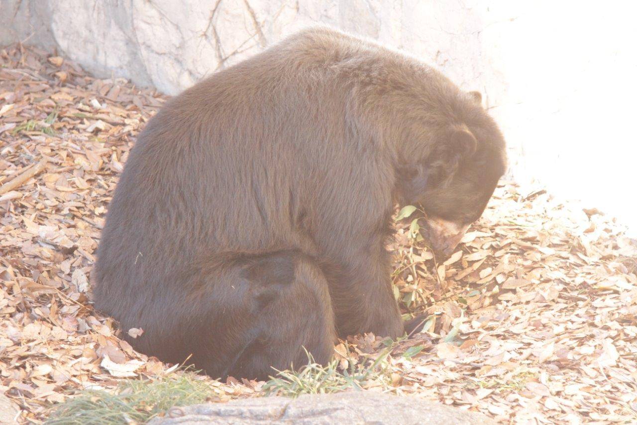 ベットメイキング中のルイス①
