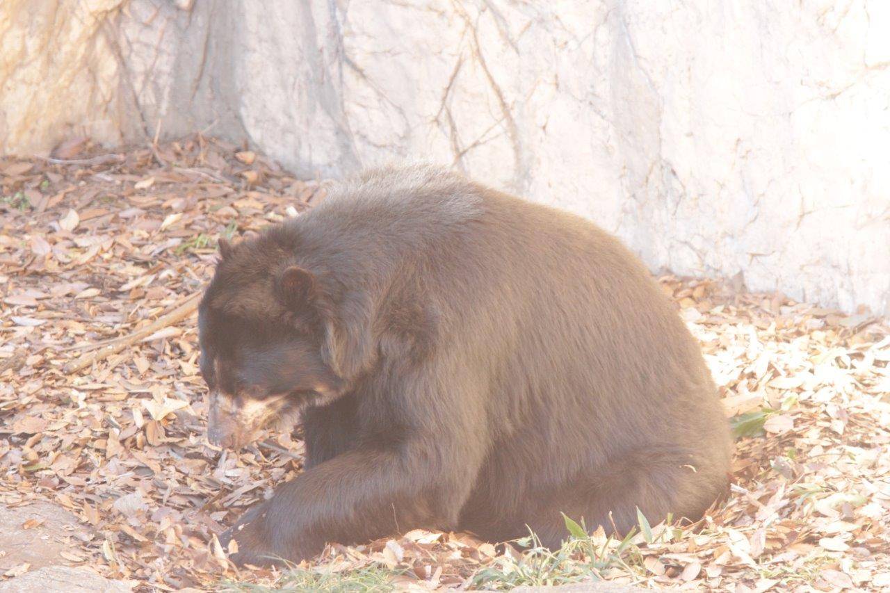 ベットメイキング中のルイス③