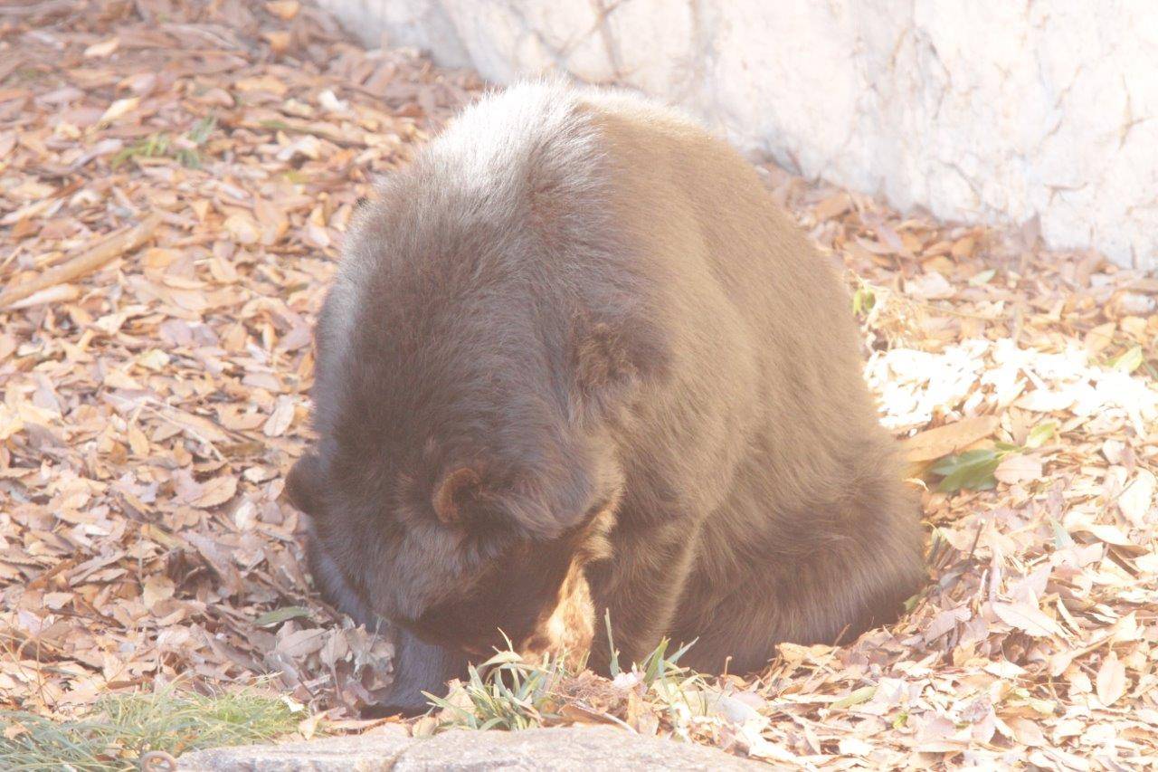 ベットメイキング中のルイス④