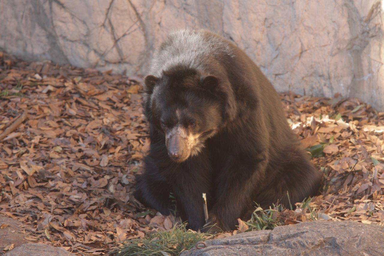 落ち葉のベットでカシの枝を持つルイス