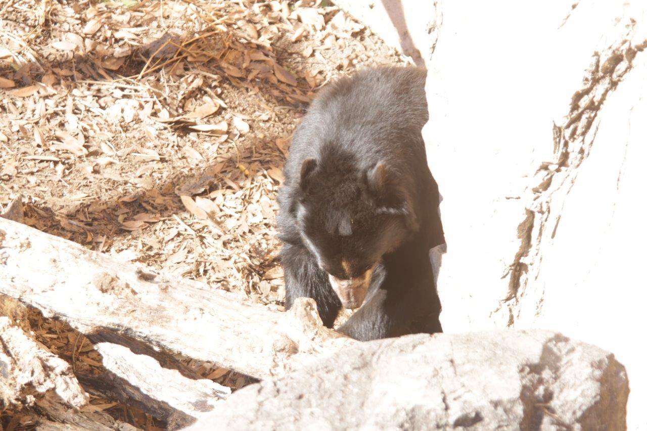 落ち葉上を移動するルイス