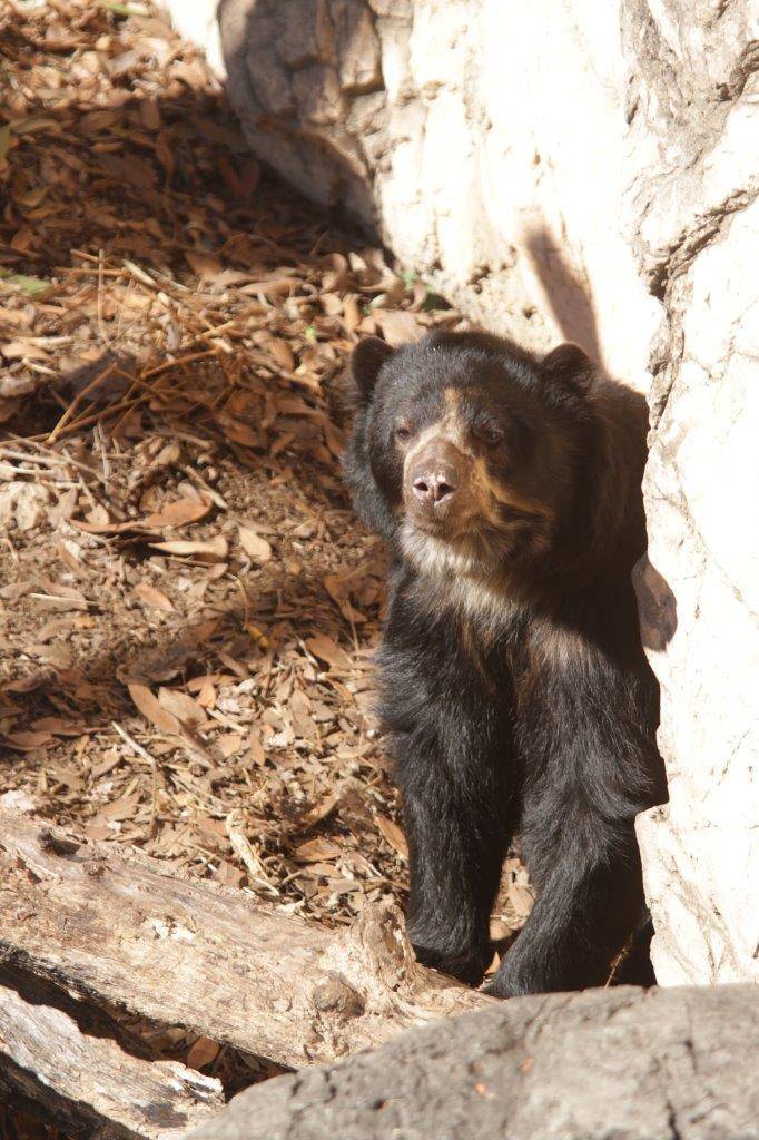 日向に移動したルイス