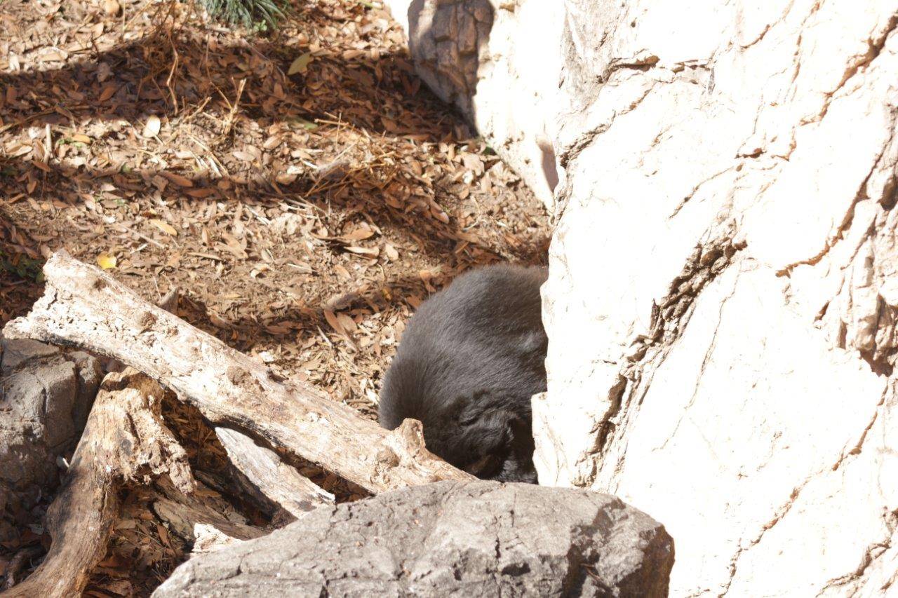 日向で眠るルイス②