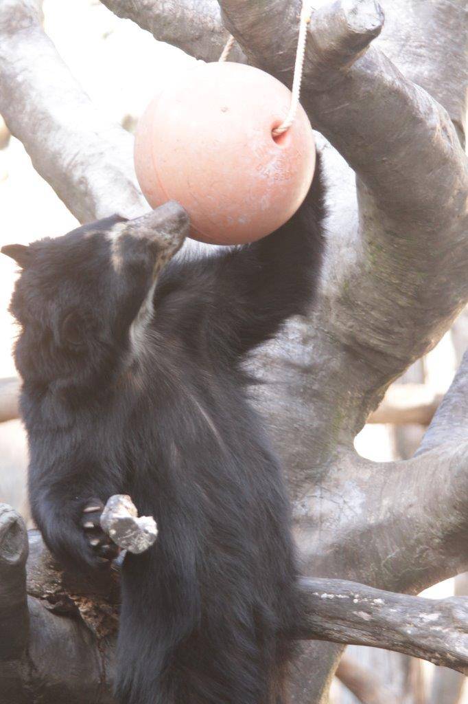 擬木に立ってフロート内の餌を食べる雪雄②