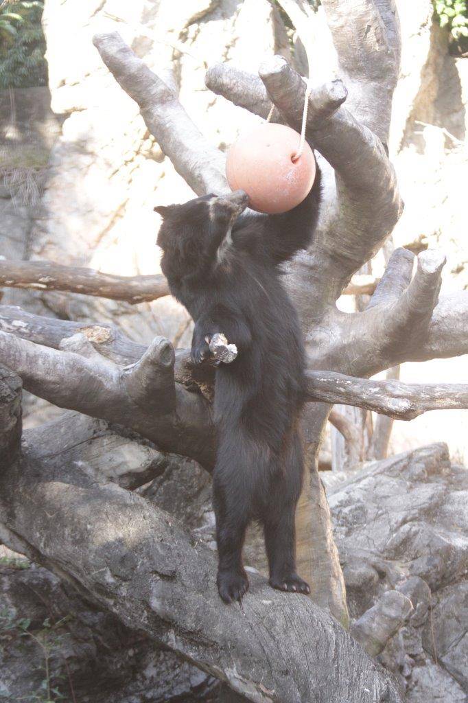 擬木に立ってフロート内の餌を食べる雪雄③