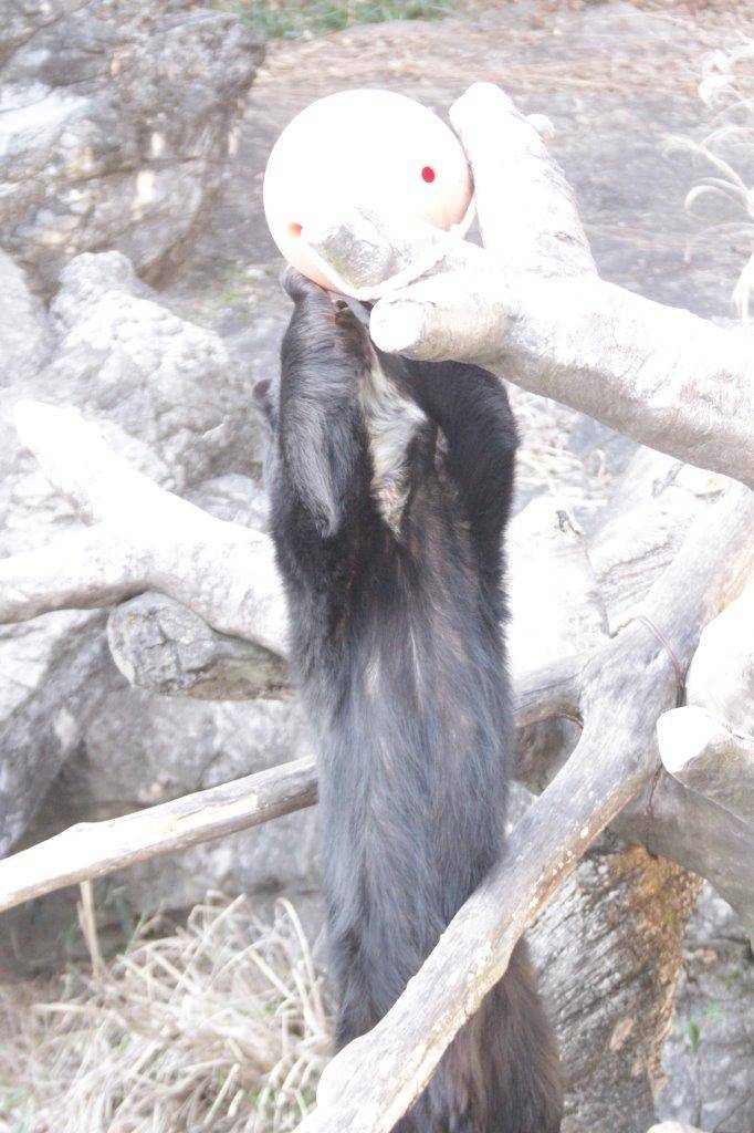 フロートを落とそうとする雪雄①