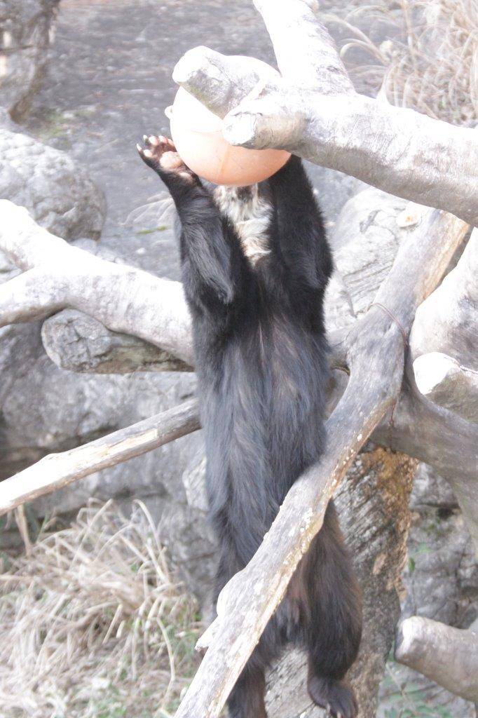 フロートを落とそうとする雪雄③