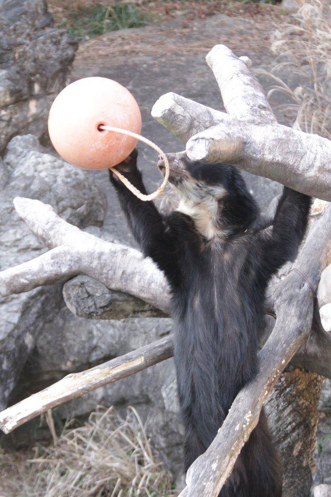 フロートを落とそうとする雪雄④