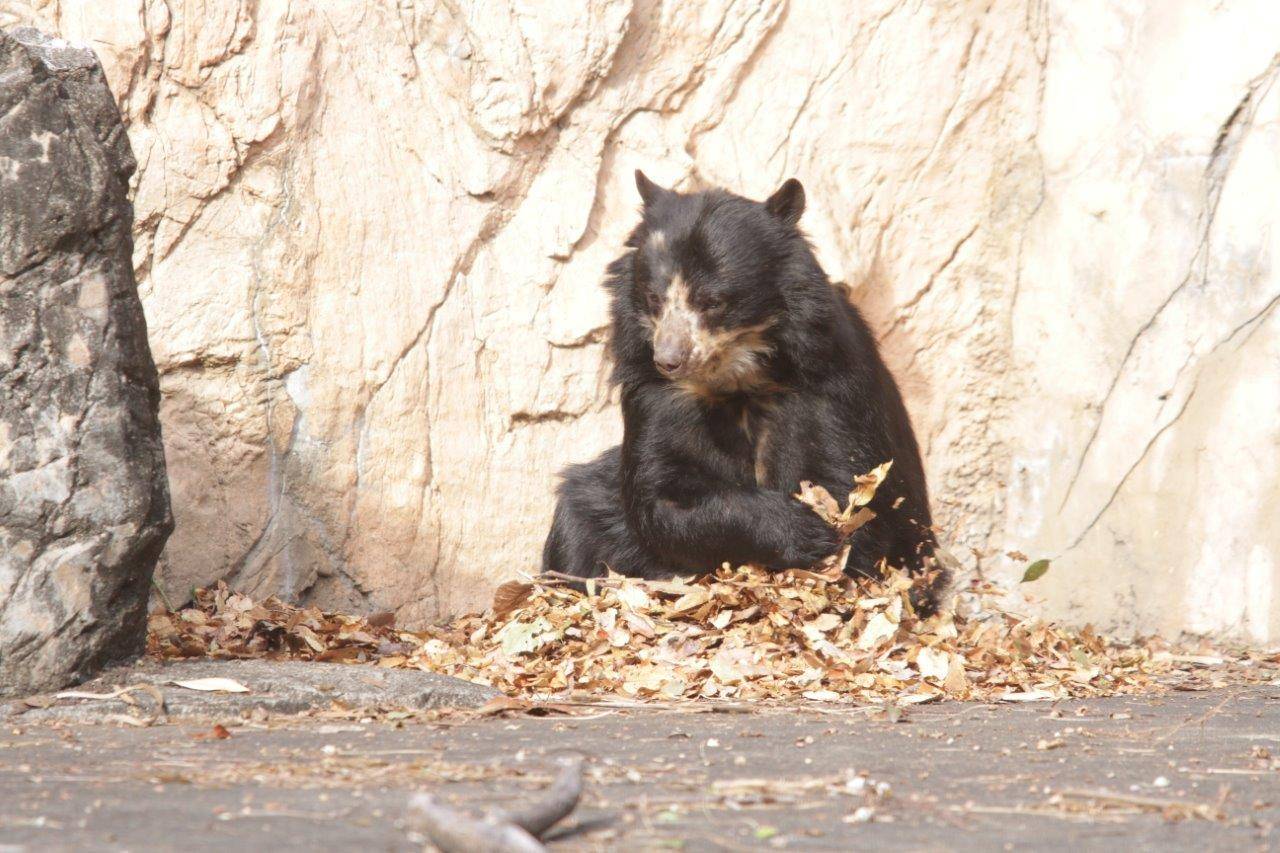 日向に敷かれた落ち葉をいじる美雨①