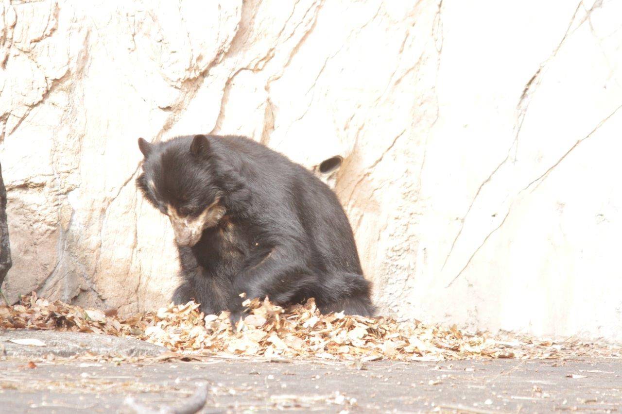 日向に敷かれた落ち葉をいじる美雨②