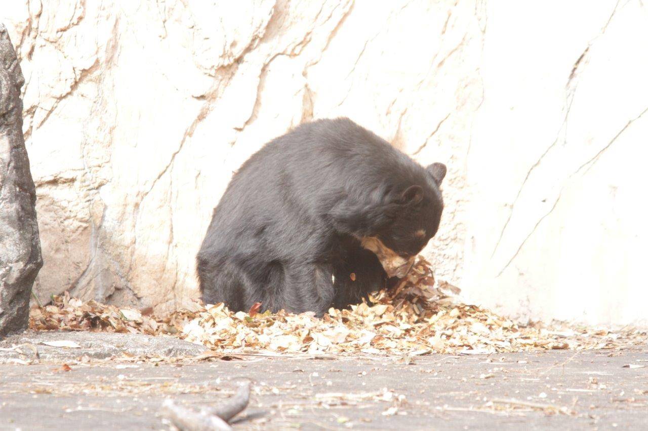 日向に敷かれた落ち葉をいじる美雨③