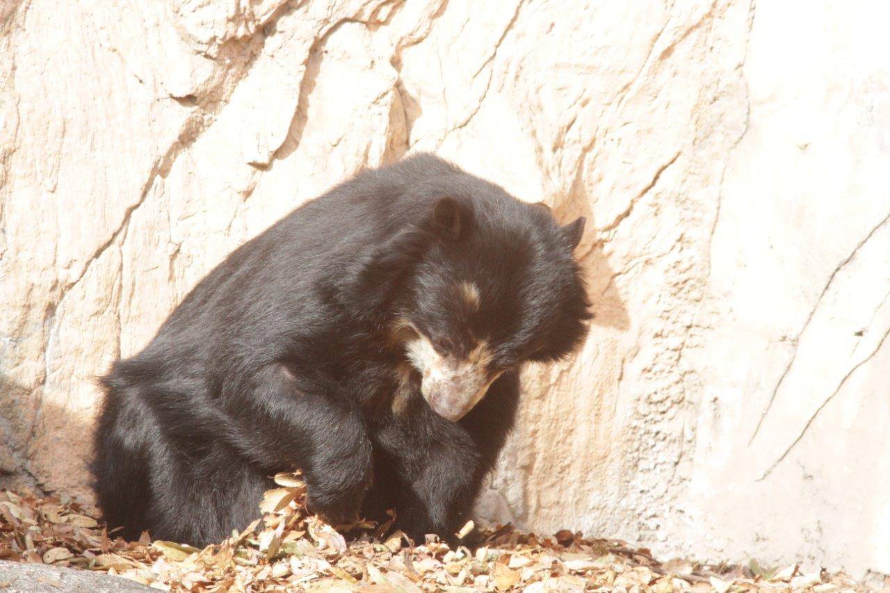 日向に敷かれた落ち葉をいじる美雨④
