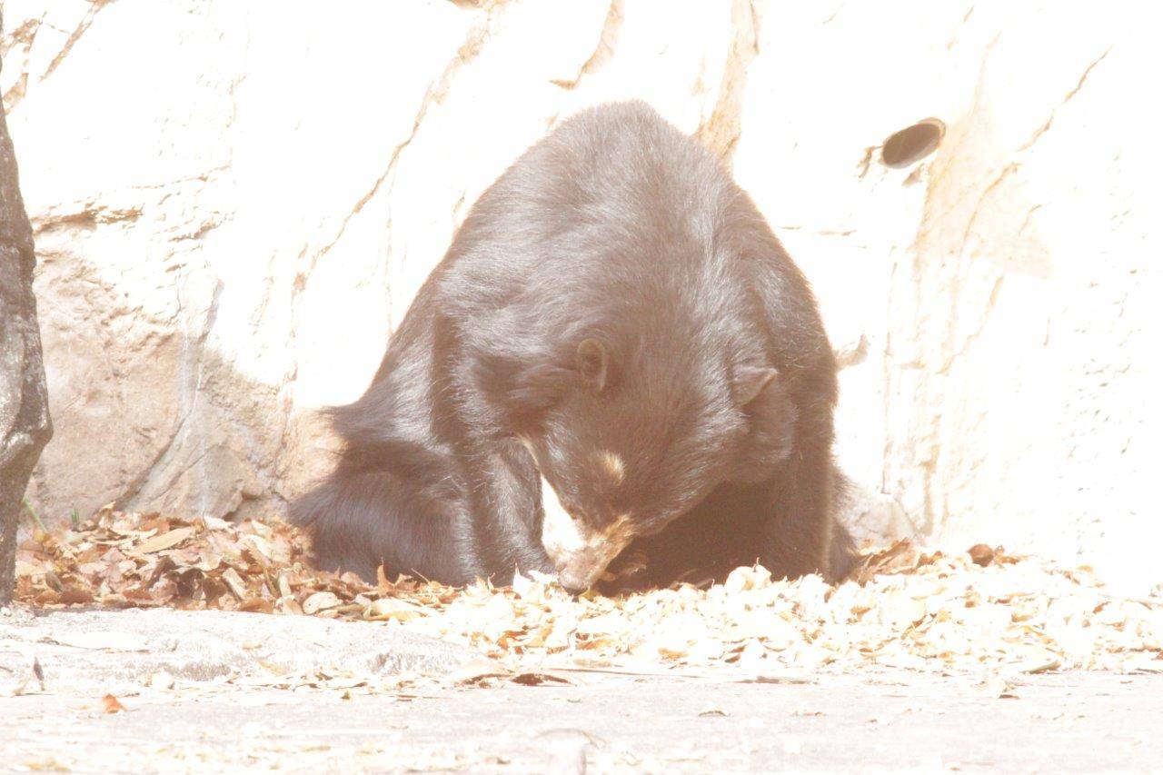 日向に敷かれた落ち葉で休む美雨