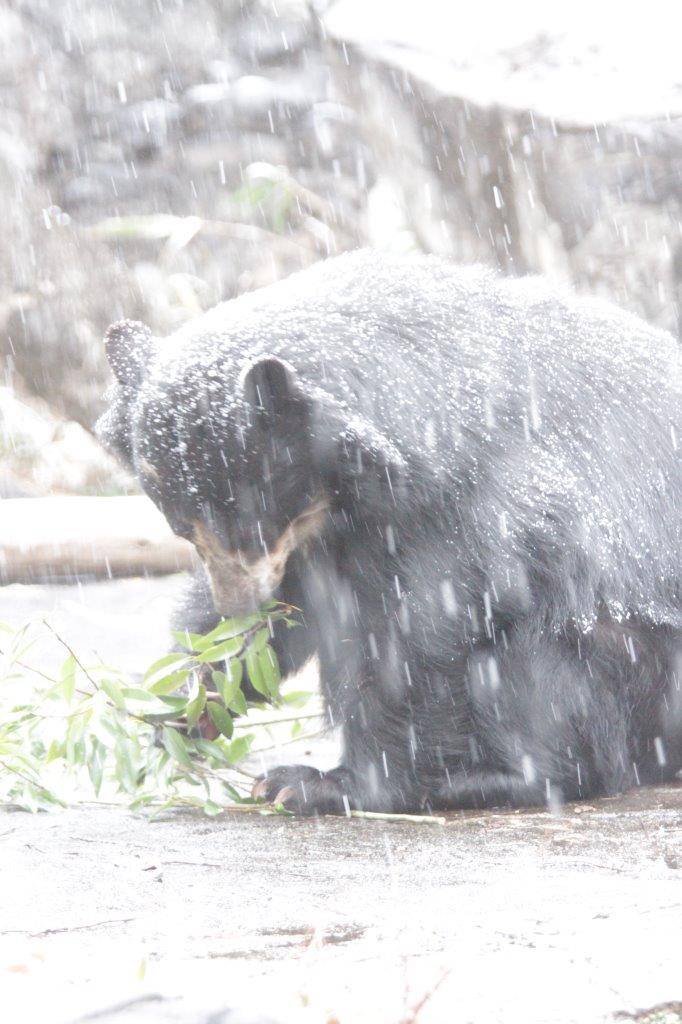 降雪の中、採餌をする美雨①