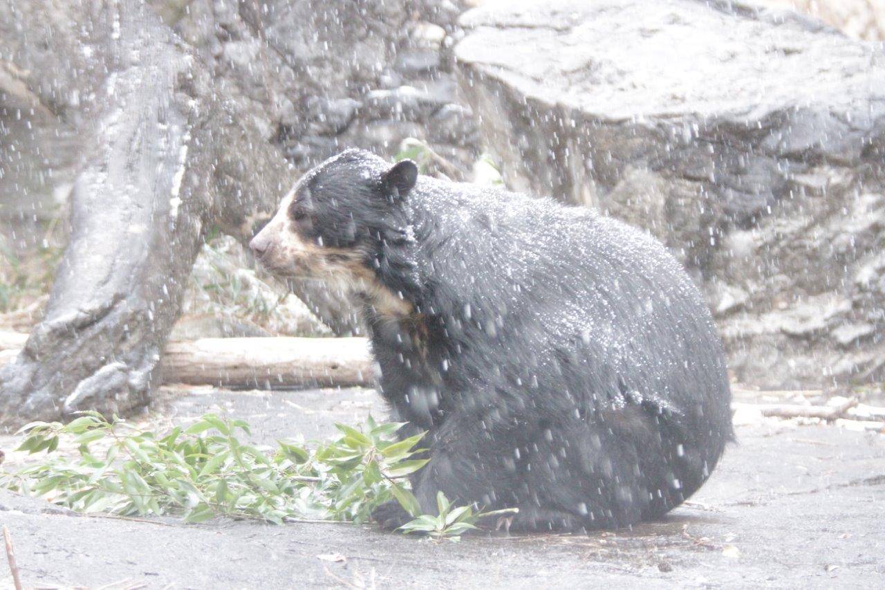 降雪の中、採餌をする美雨②