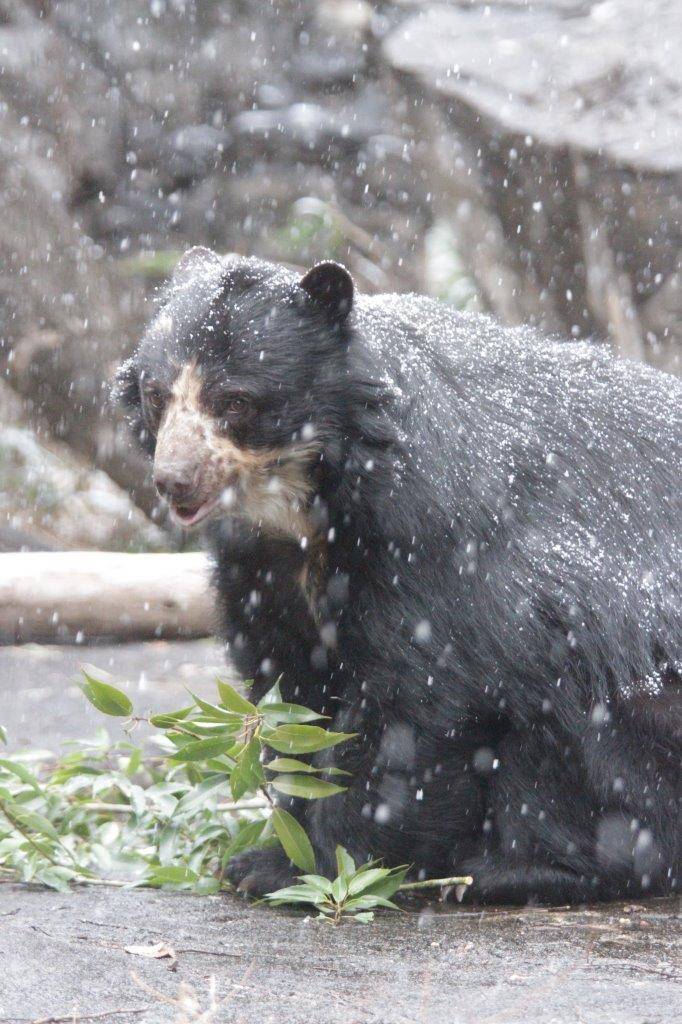 降雪の中、採餌をする美雨③
