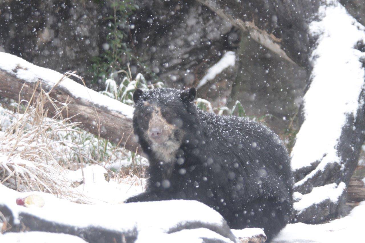 降雪の中の美雪①