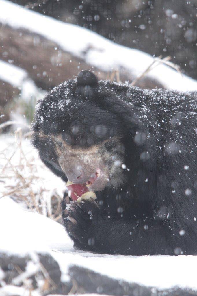 降雪の中、採餌中の美雪①