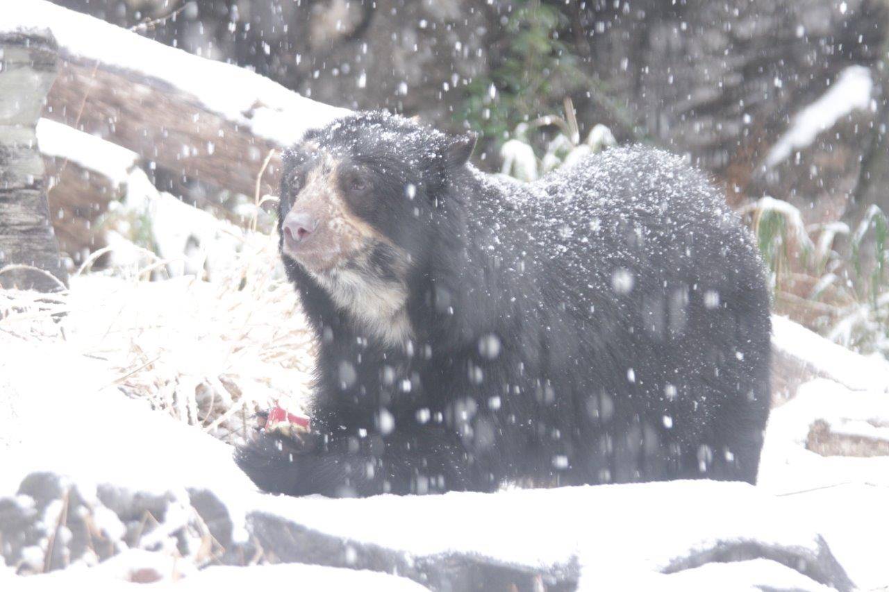 降雪の中、採餌中の美雪②