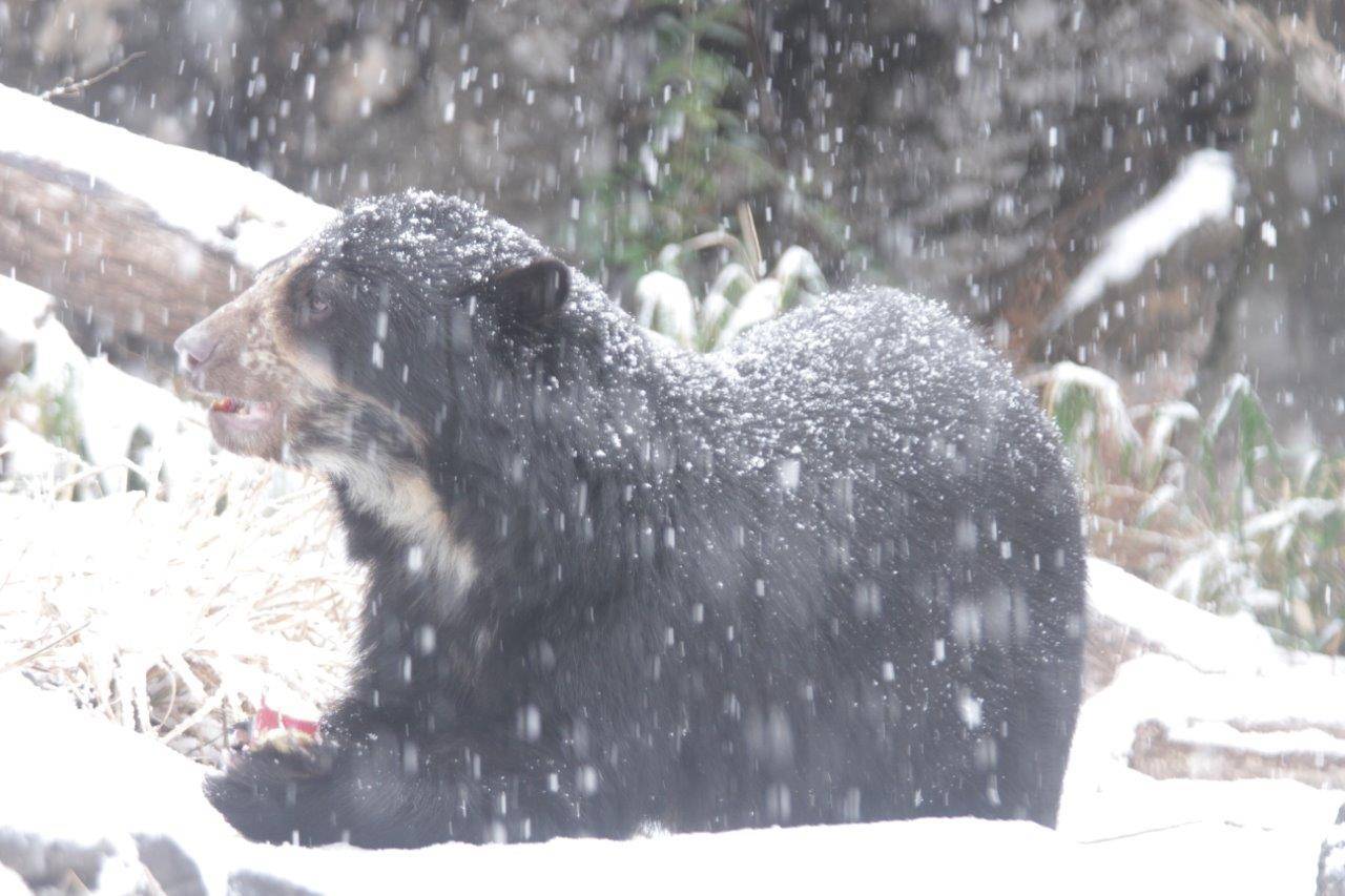 降雪の中、採餌中の美雪③