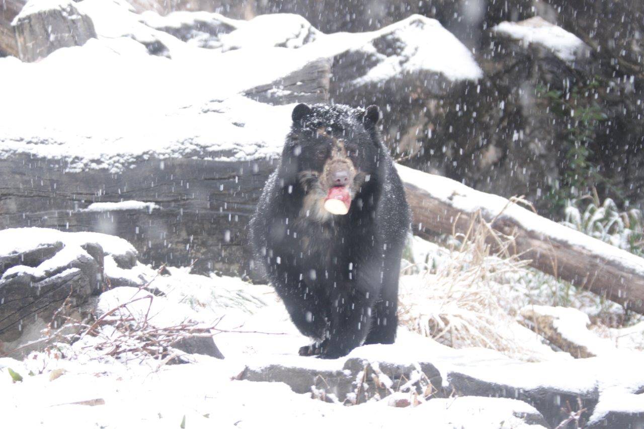 降雪の中、採餌中の美雪⑤