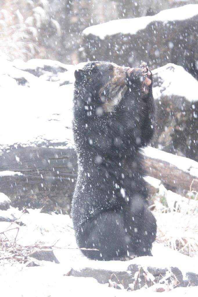 降雪の中、採餌中の美雪⑥