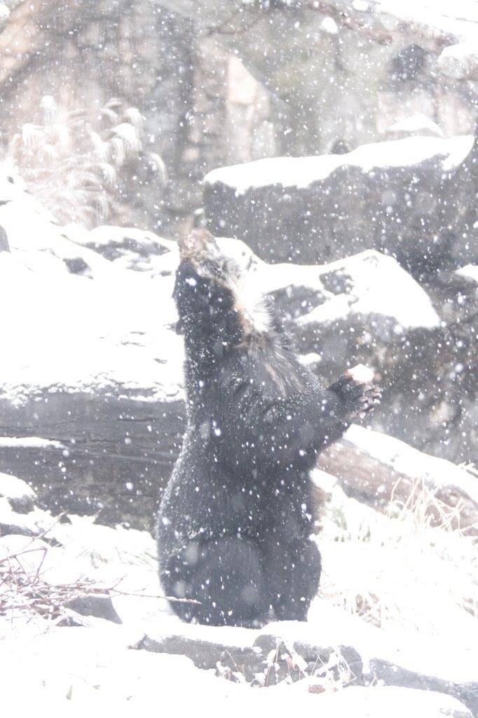降雪の中、雪を見上げる美雪