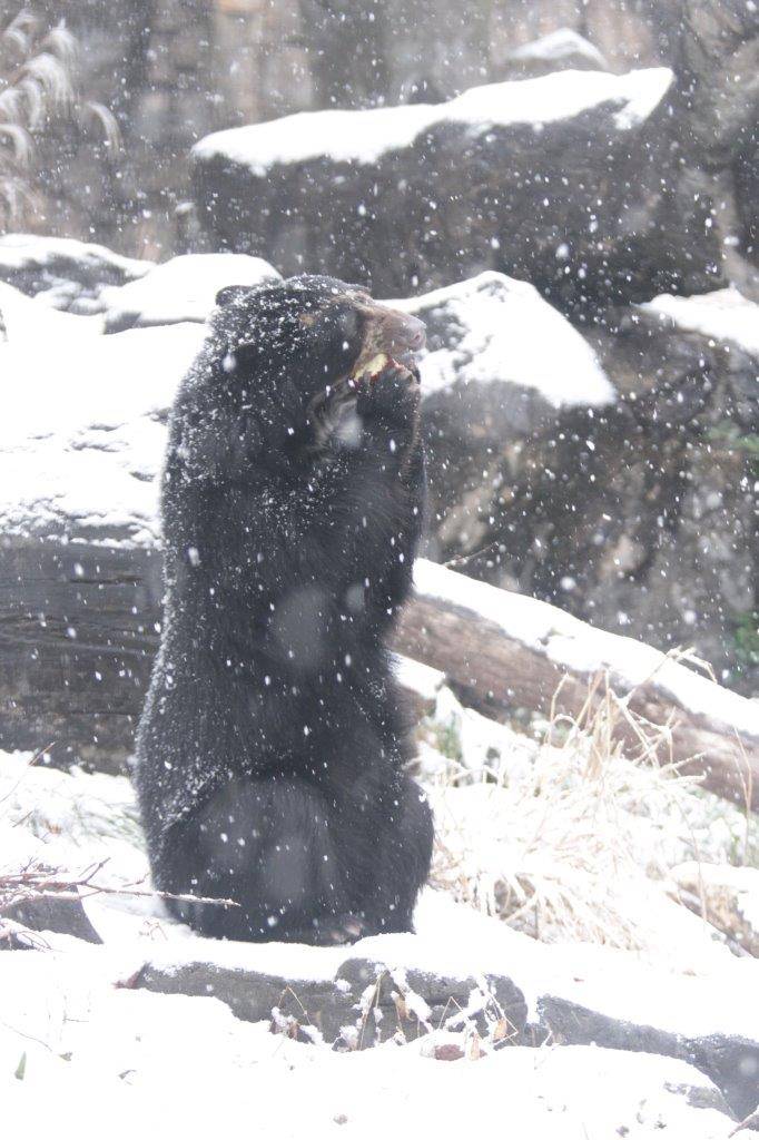 降雪の中、採餌中の美雪⑦