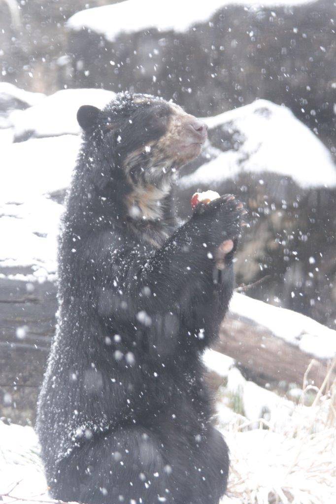 降雪の中、採餌中の美雪⑧