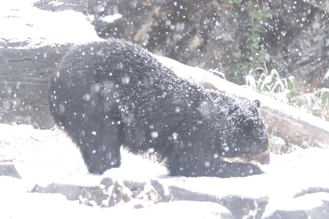 降雪の中、採餌中の美雪⑨