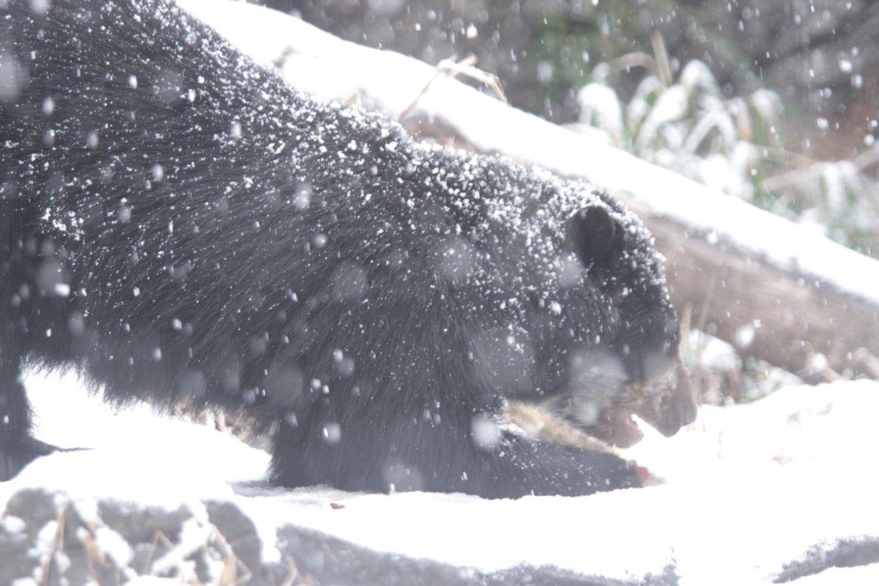 降雪の中、採餌中の美雪⑩
