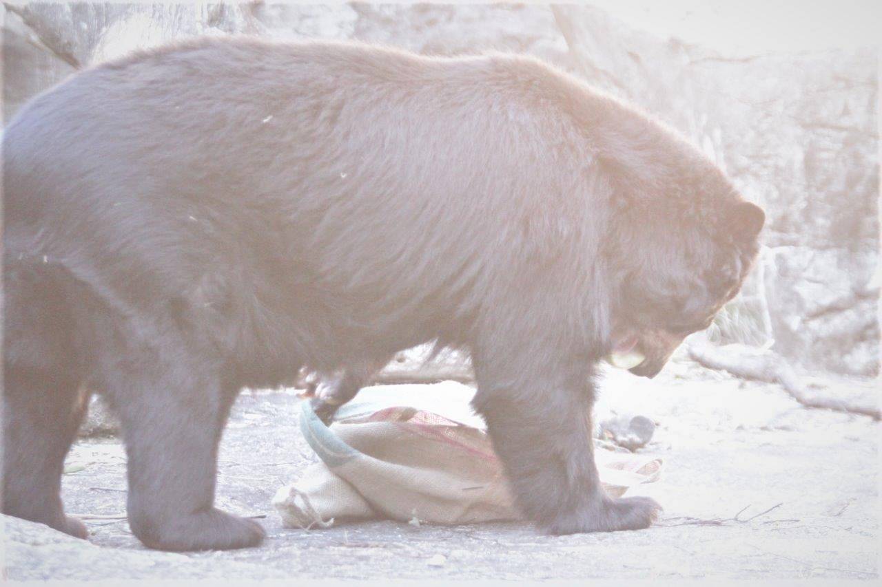 麻袋をいじるルイス①