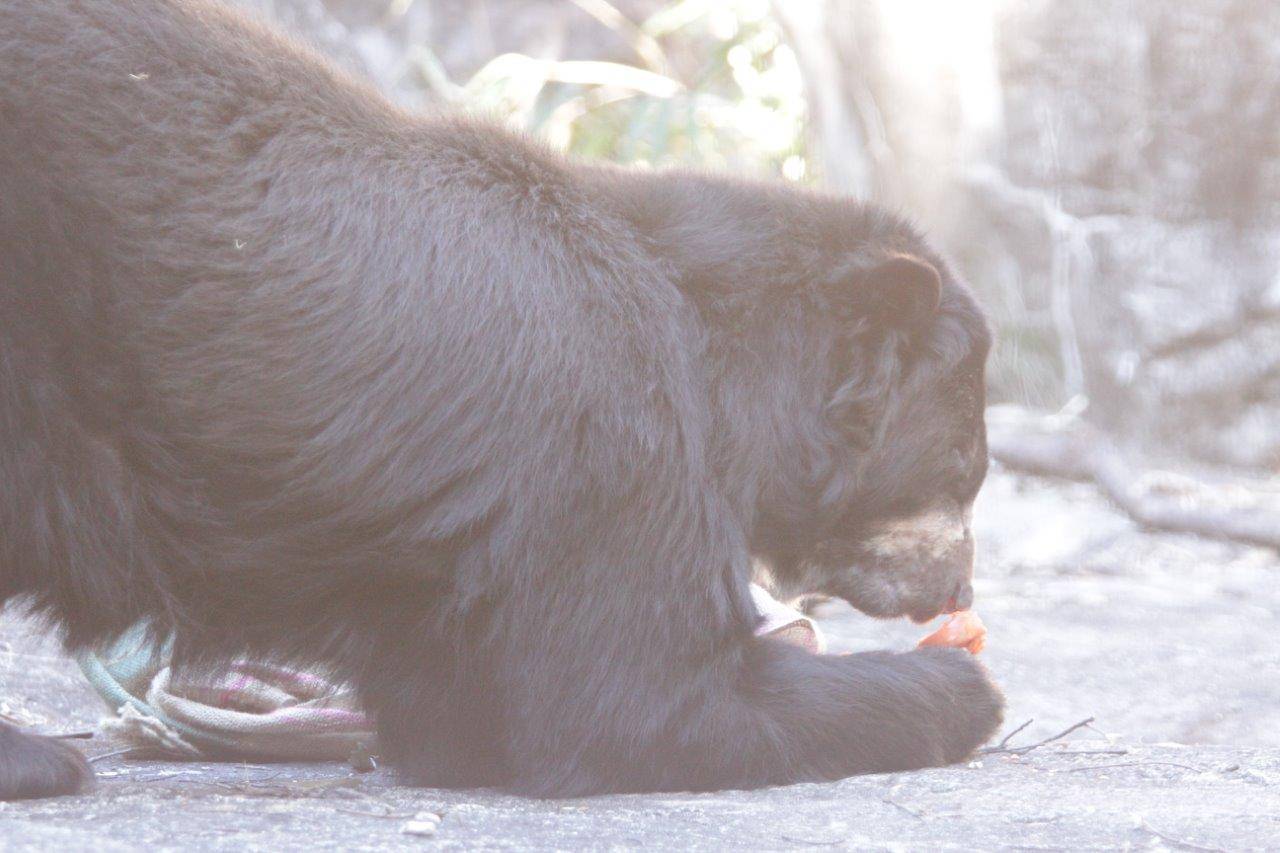 取り出した餌を食べるルイス①