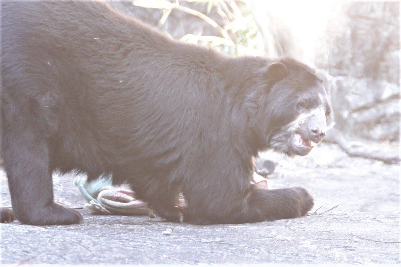 取り出した餌を食べるルイス②