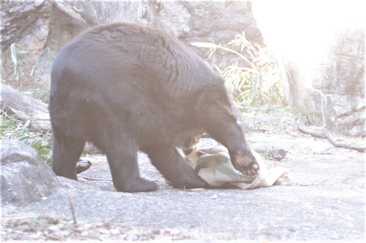 麻袋をいじるルイス③