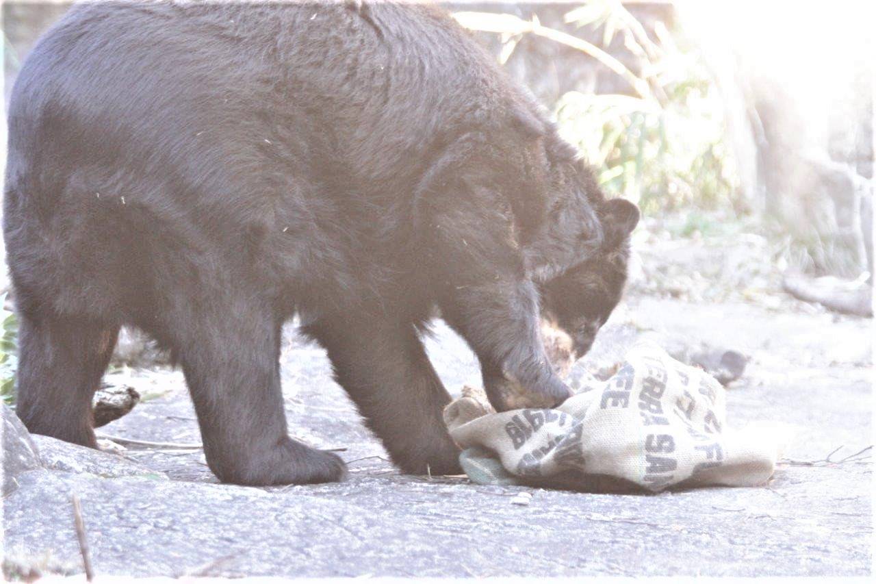 麻袋をいじるルイス⑥