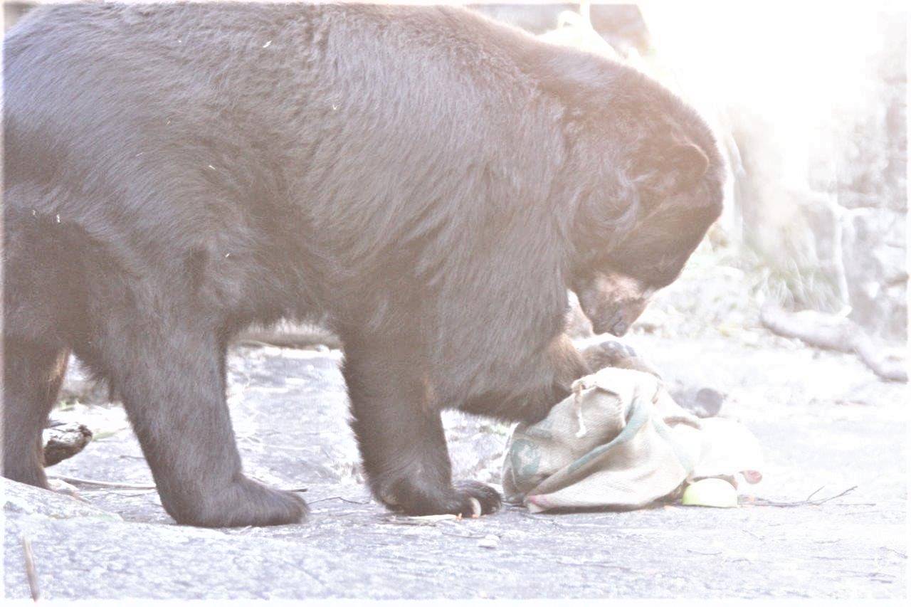 麻袋をいじるルイス⑤